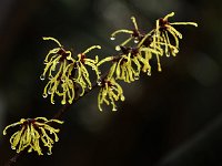Hamamelis x intermedia 2016 01 23 9011